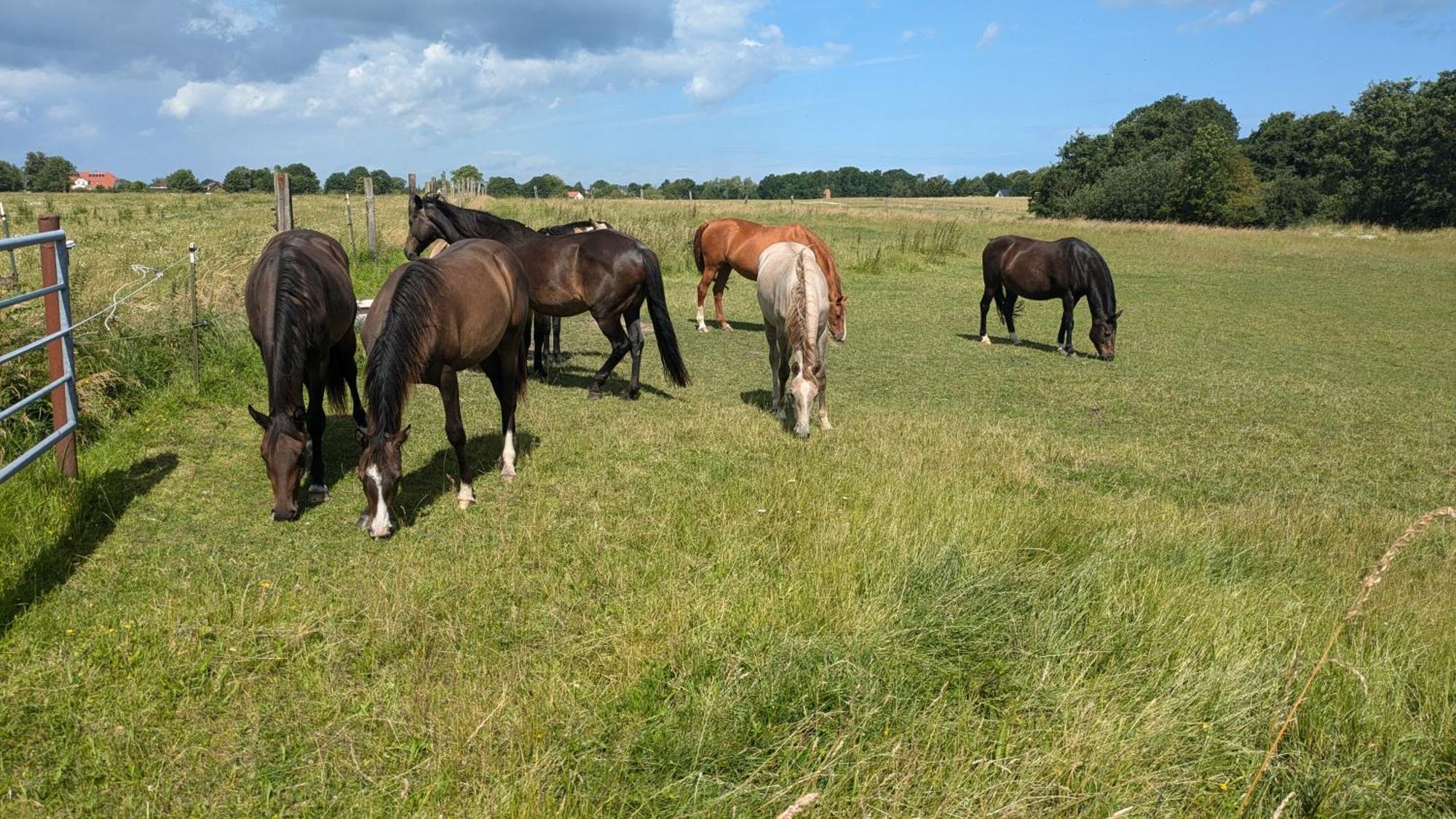 Ferien Auf Der Insel Poel Lägenhet Kirchdorf  Exteriör bild